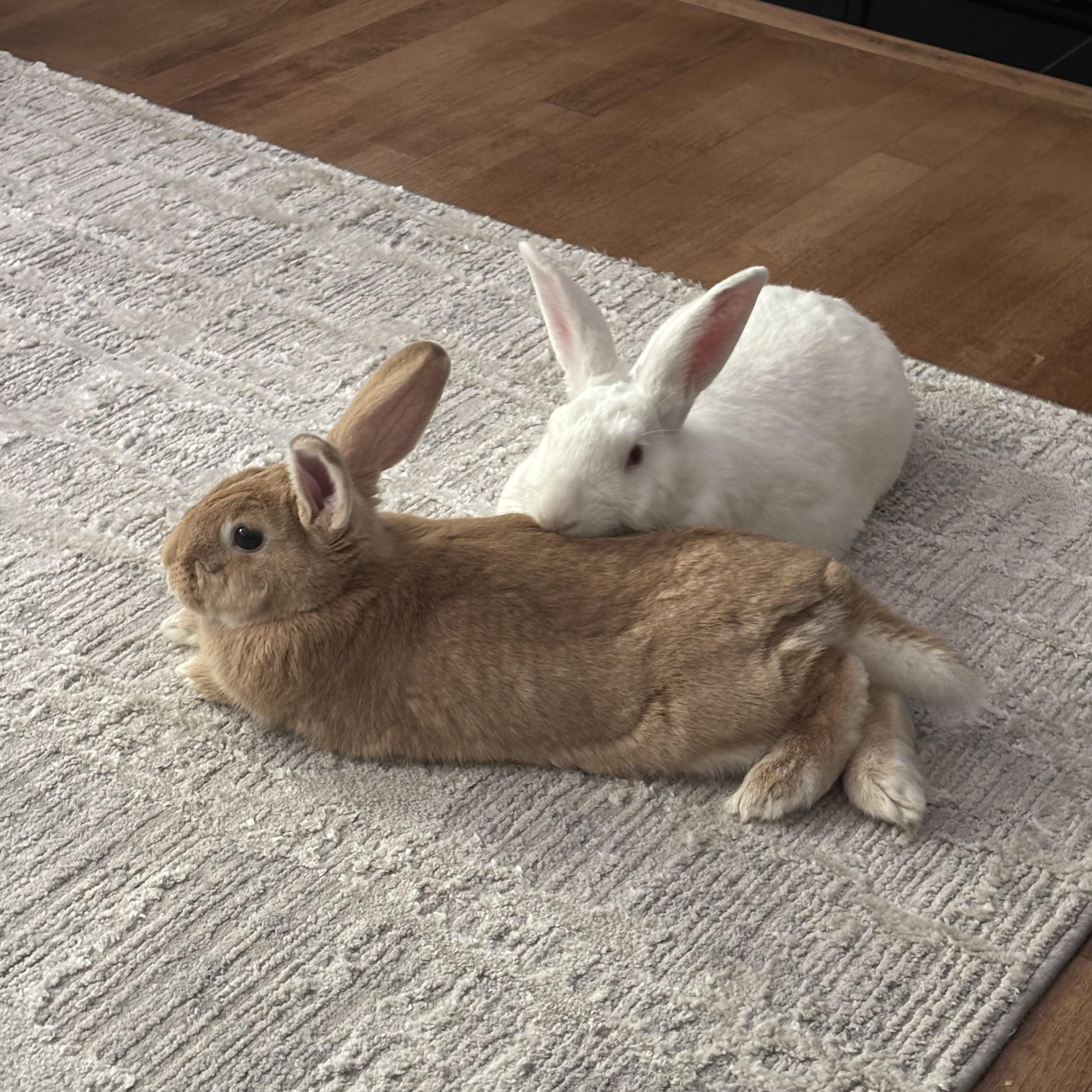 Enlarge Hop Hop and Quinn, a ADOPTABLE mixed breed in Little Rock, AR image 2/4