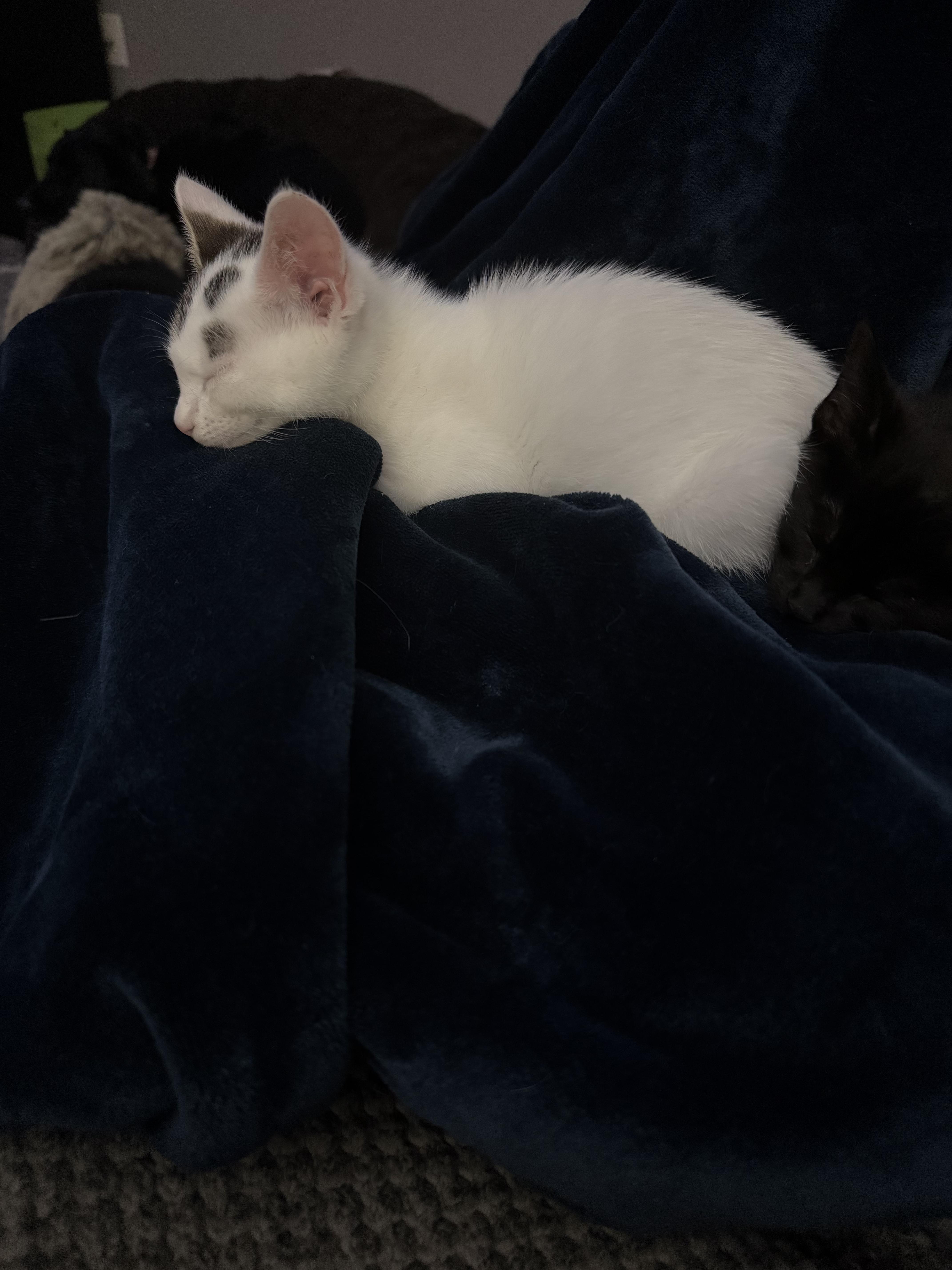 Pheasant, Adoptable, Kitten Male Domestic Short Hair.