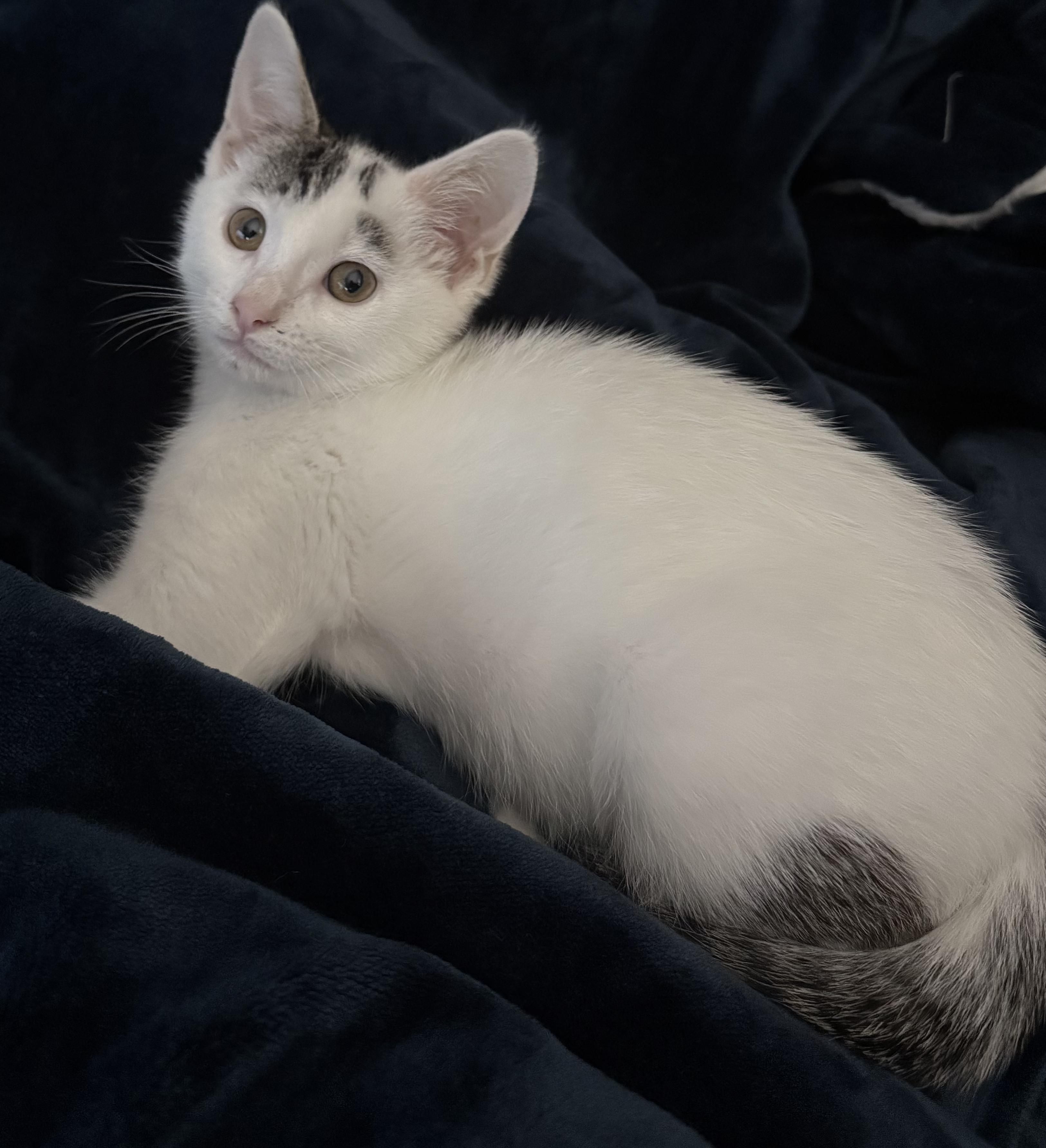 Enlarge Pheasant, a Adoptable Domestic Short Hair in Greenwood, IN image 2/4