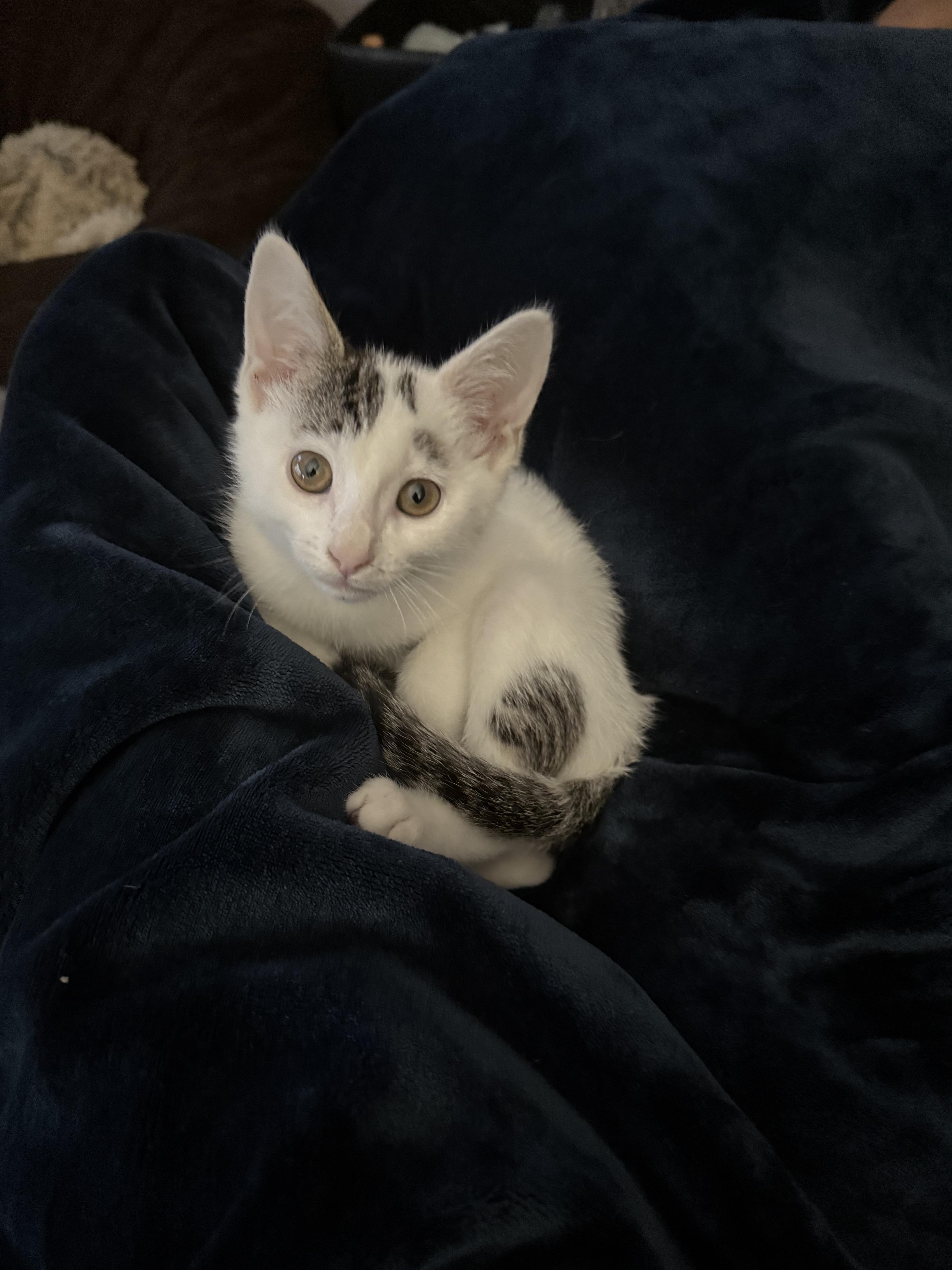 Enlarge Pheasant, a Adoptable Domestic Short Hair in Greenwood, IN image 3/4