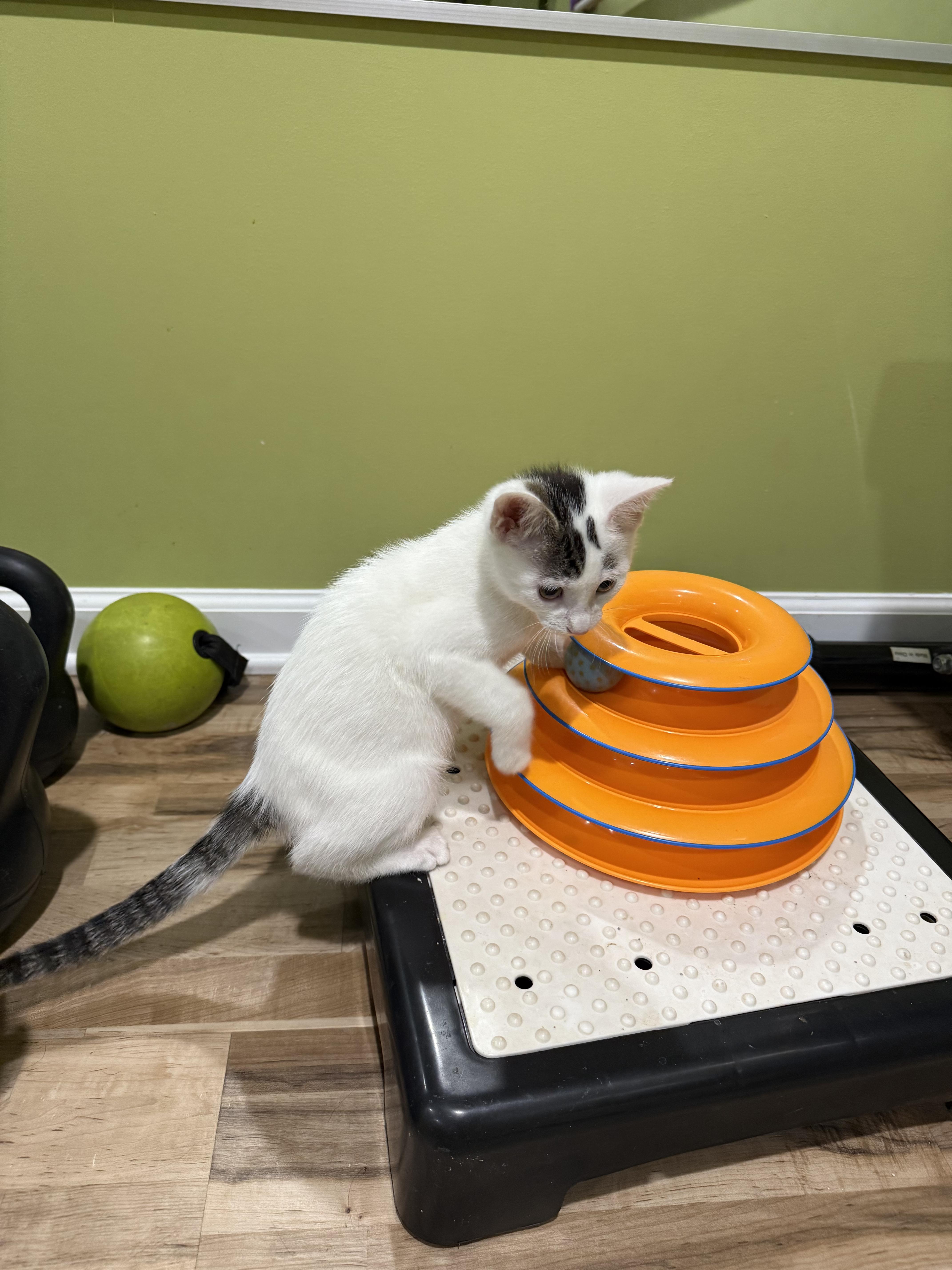 Enlarge Pheasant, a Adoptable Domestic Short Hair in Greenwood, IN image 4/4