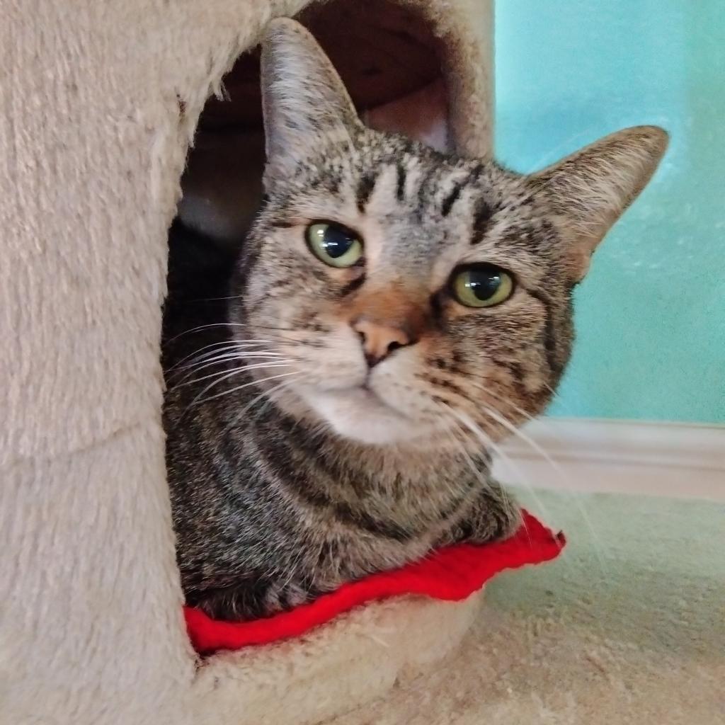 Enlarge Tobie, a Adoptable Domestic Short Hair in Tucson, AZ image 3/4