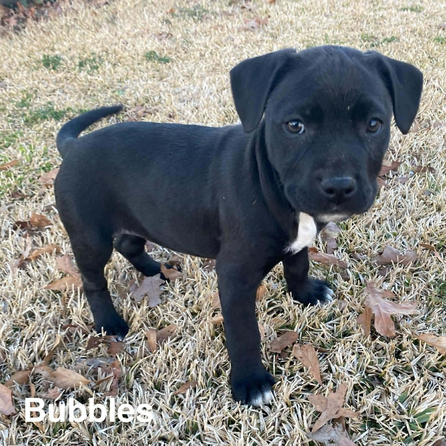 Bubbles, adoptable, Puppy Female Labrador Retriever & American Bully.