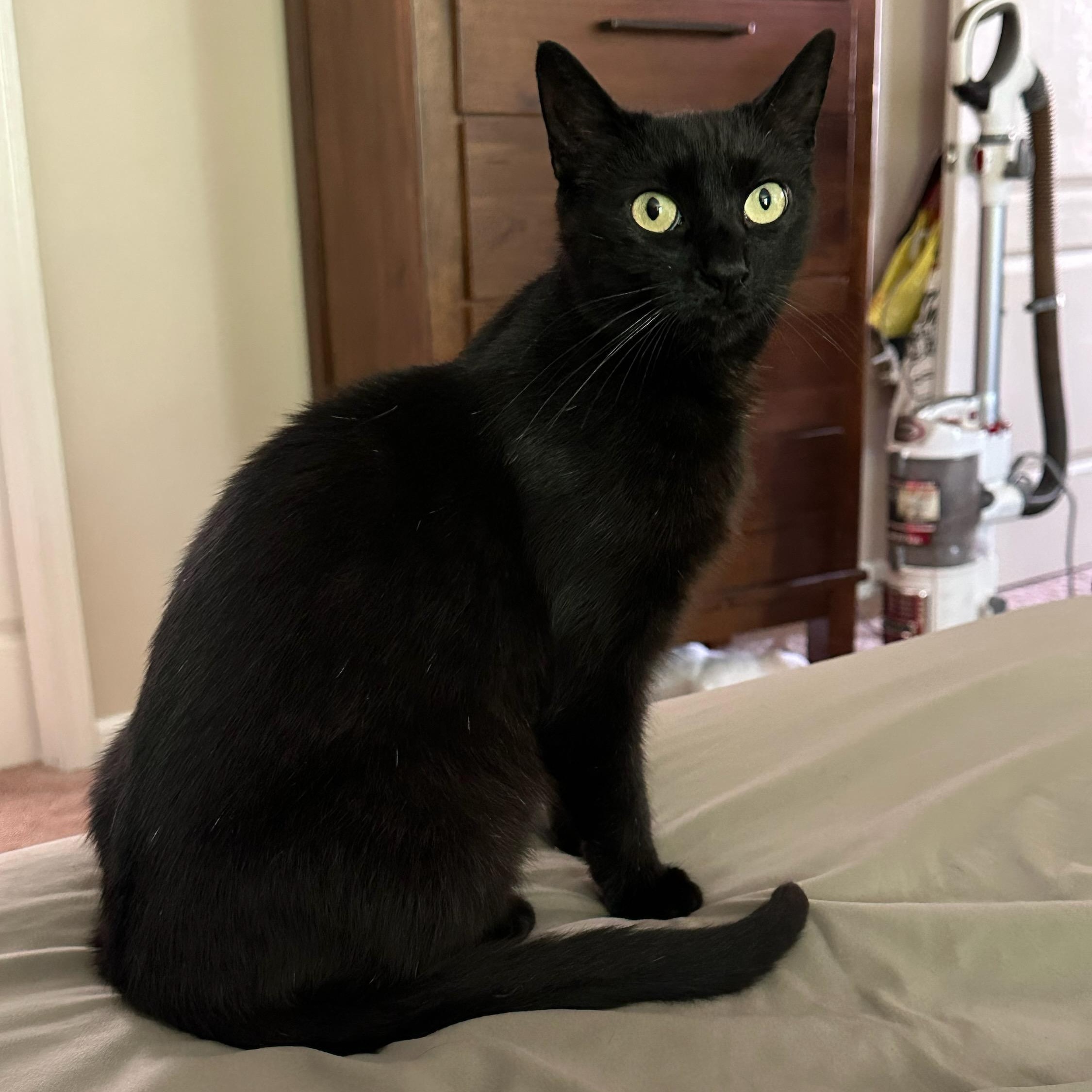 Flower, ADOPTABLE, Adult Female Domestic Short Hair.