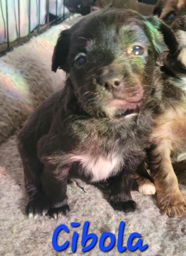 Cibola, Adopted, Puppy Male Chihuahua.