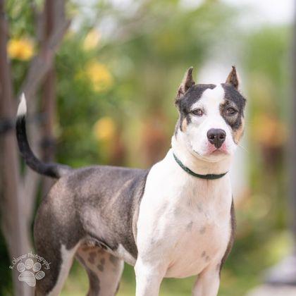 Fiona, a Adoptable mixed breed in Honolulu, HI image 1/3