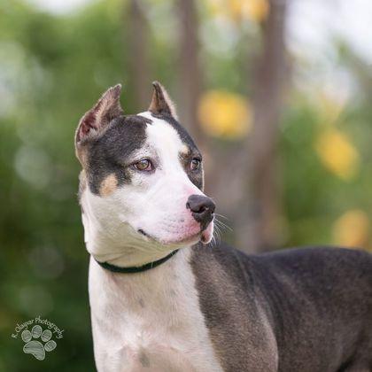 Fiona, Adoptable, Adult Female Pit Bull Terrier & Mixed Breed.