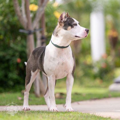Fiona, a Adoptable mixed breed in Honolulu, HI image 3/3