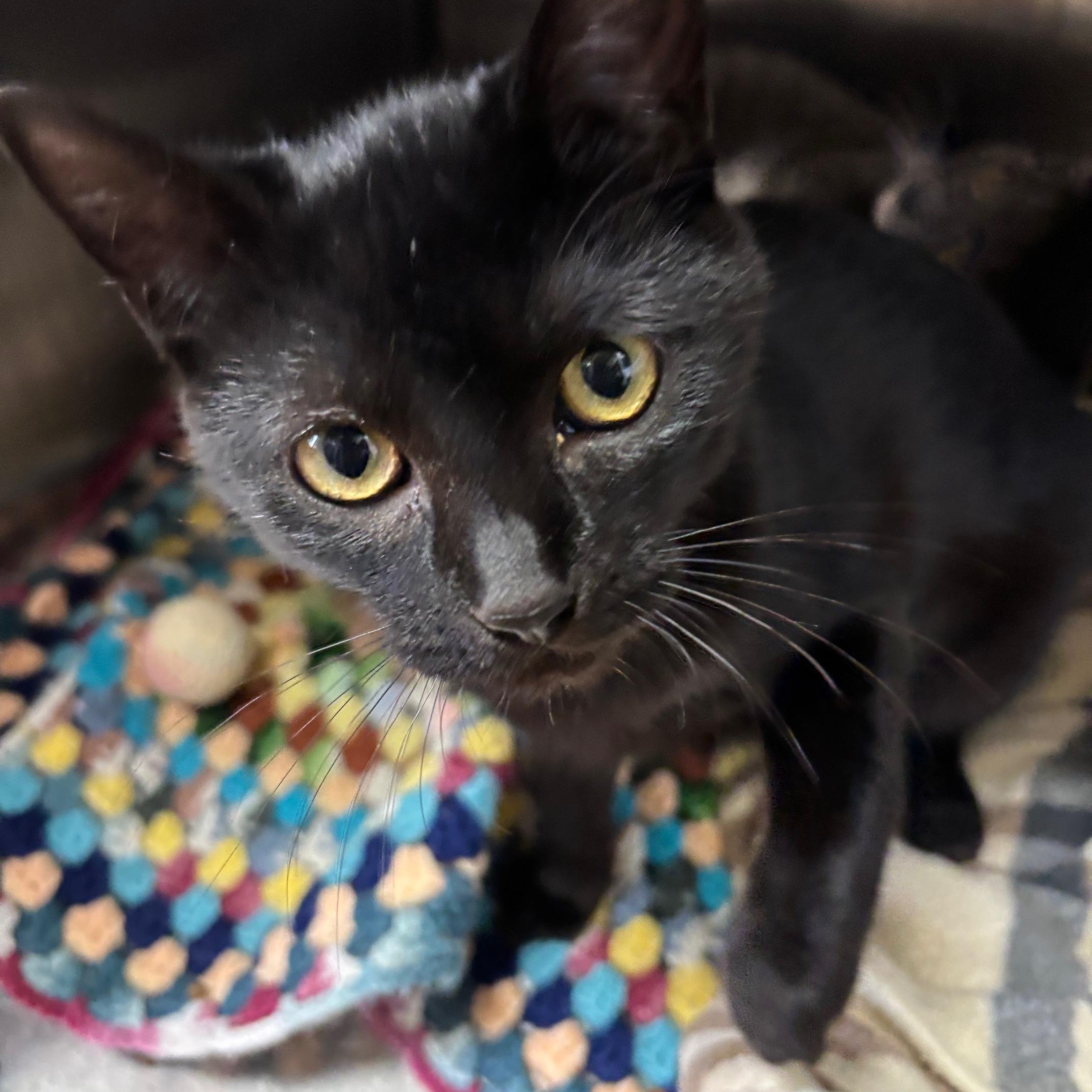 Spice, Adoptable, Young Female Domestic Short Hair.