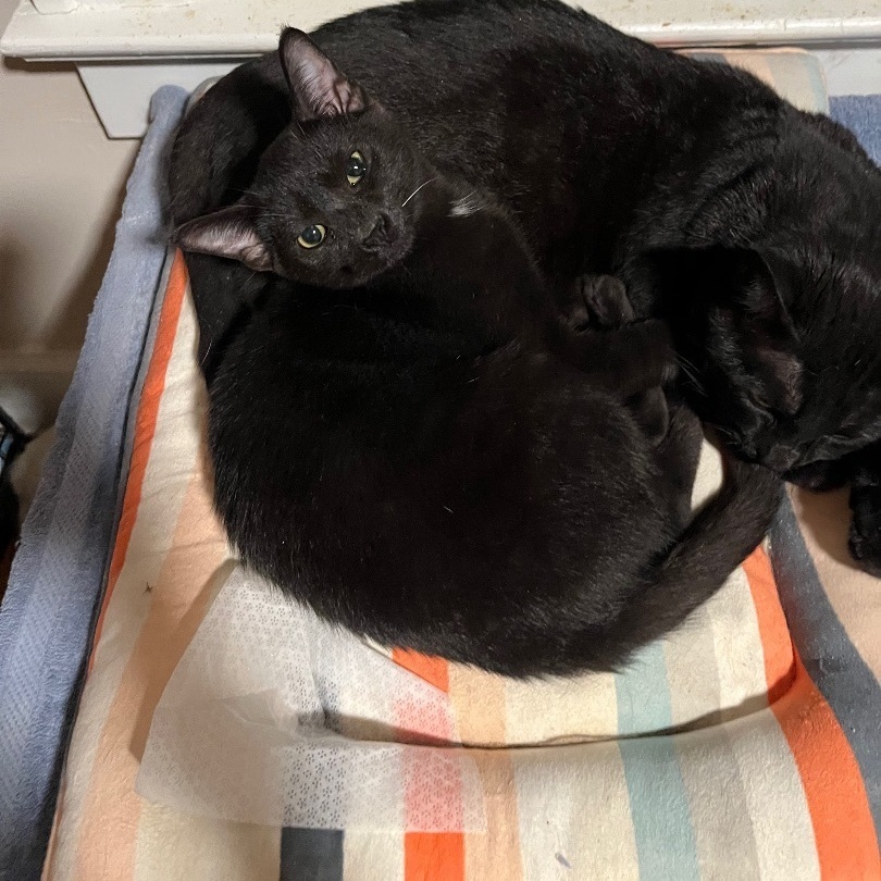 Enlarge Rory, a Adoptable Domestic Short Hair in Martinsburg, WV image 1/3