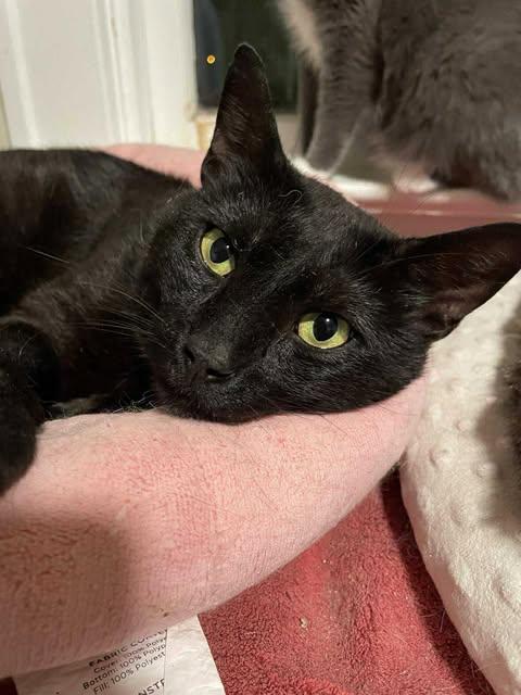 Enlarge Rory, a Adoptable Domestic Short Hair in Martinsburg, WV image 2/3