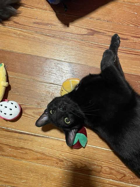 Enlarge Rory, a Adoptable Domestic Short Hair in Martinsburg, WV image 3/3