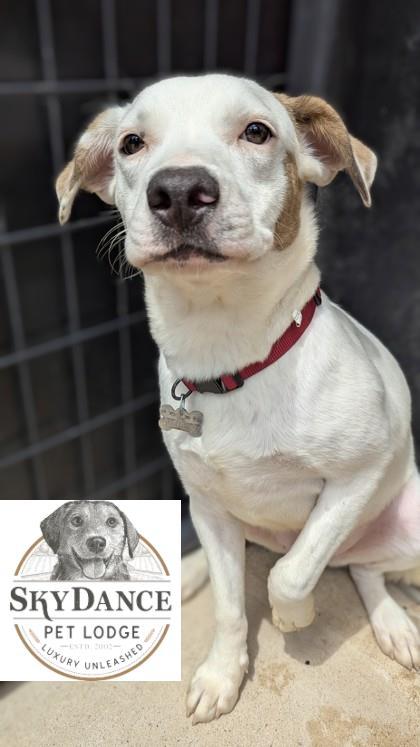 Snackers, Adoptable, Puppy Male Labrador Retriever & Mixed Breed.