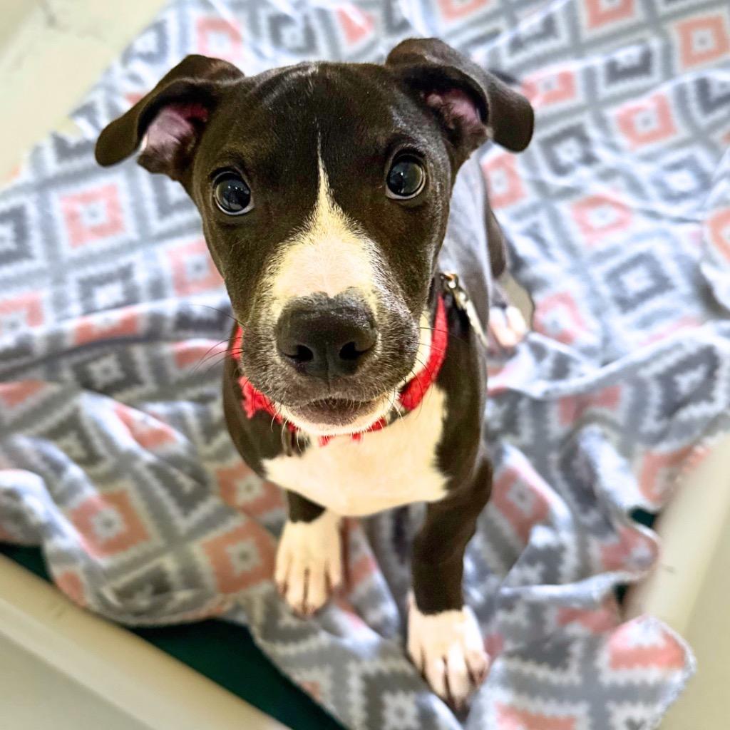 Parker, Adoptable, Puppy Male Pit Bull Terrier.