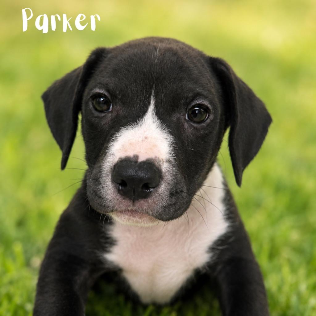 Enlarge Parker, a Adoptable Pit Bull Terrier in Saint Petersburg, FL image 1/1