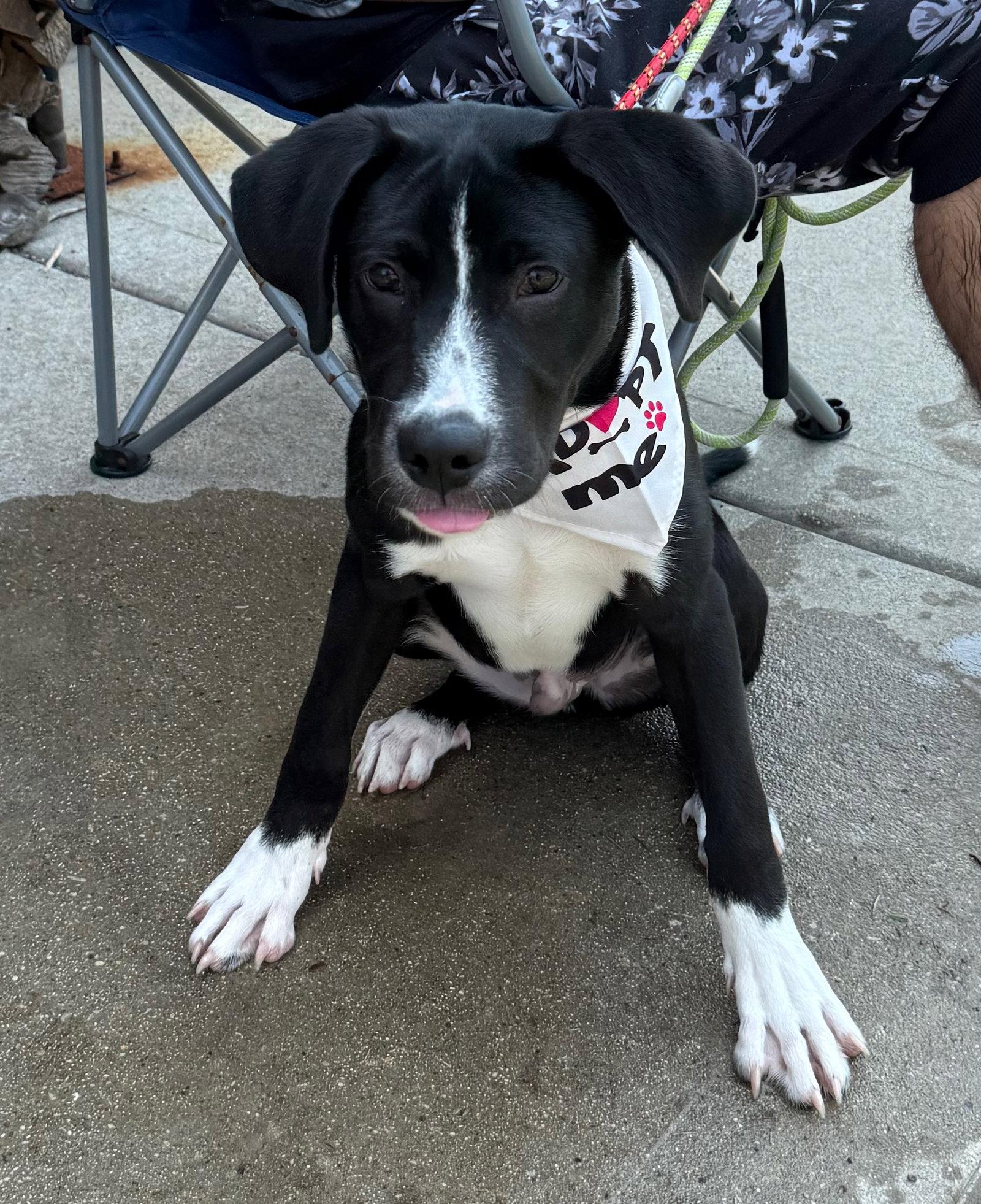 JUDO, Adoptable, Puppy Male Labrador Retriever & Great Pyrenees.