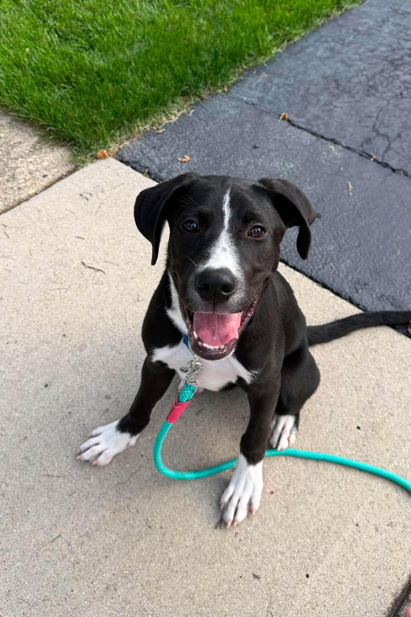 JUDO, a Adoptable mixed breed in GILBERTS, IL image 2/3