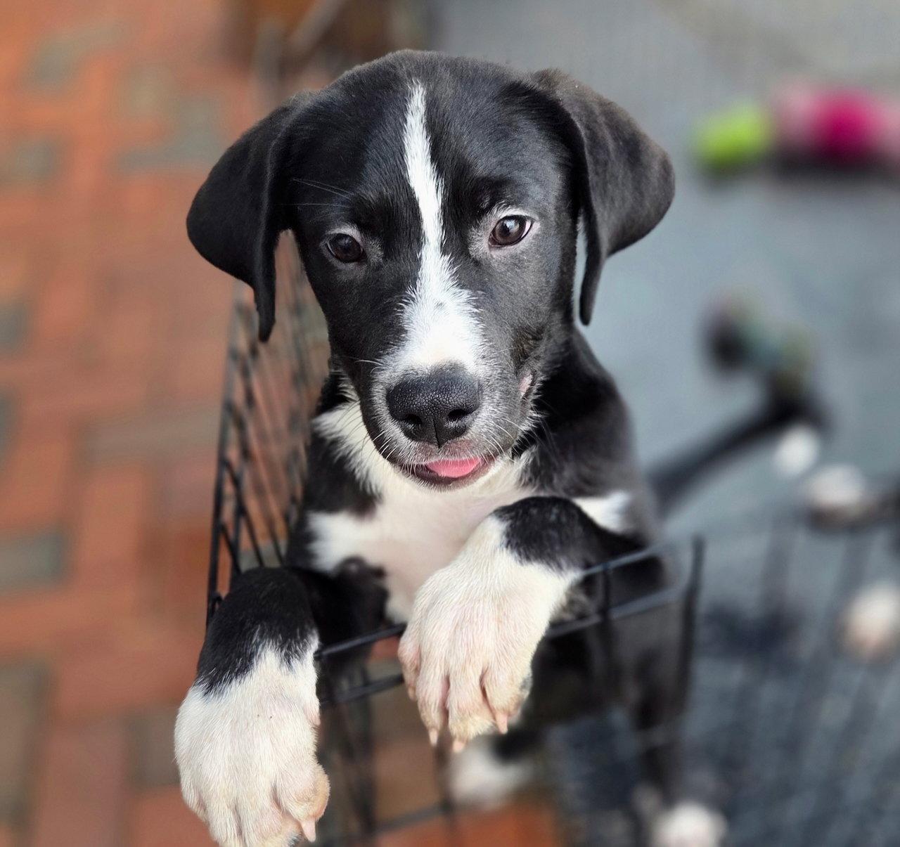 JUDO, Adoptable, Puppy Male Labrador Retriever & Great Pyrenees.