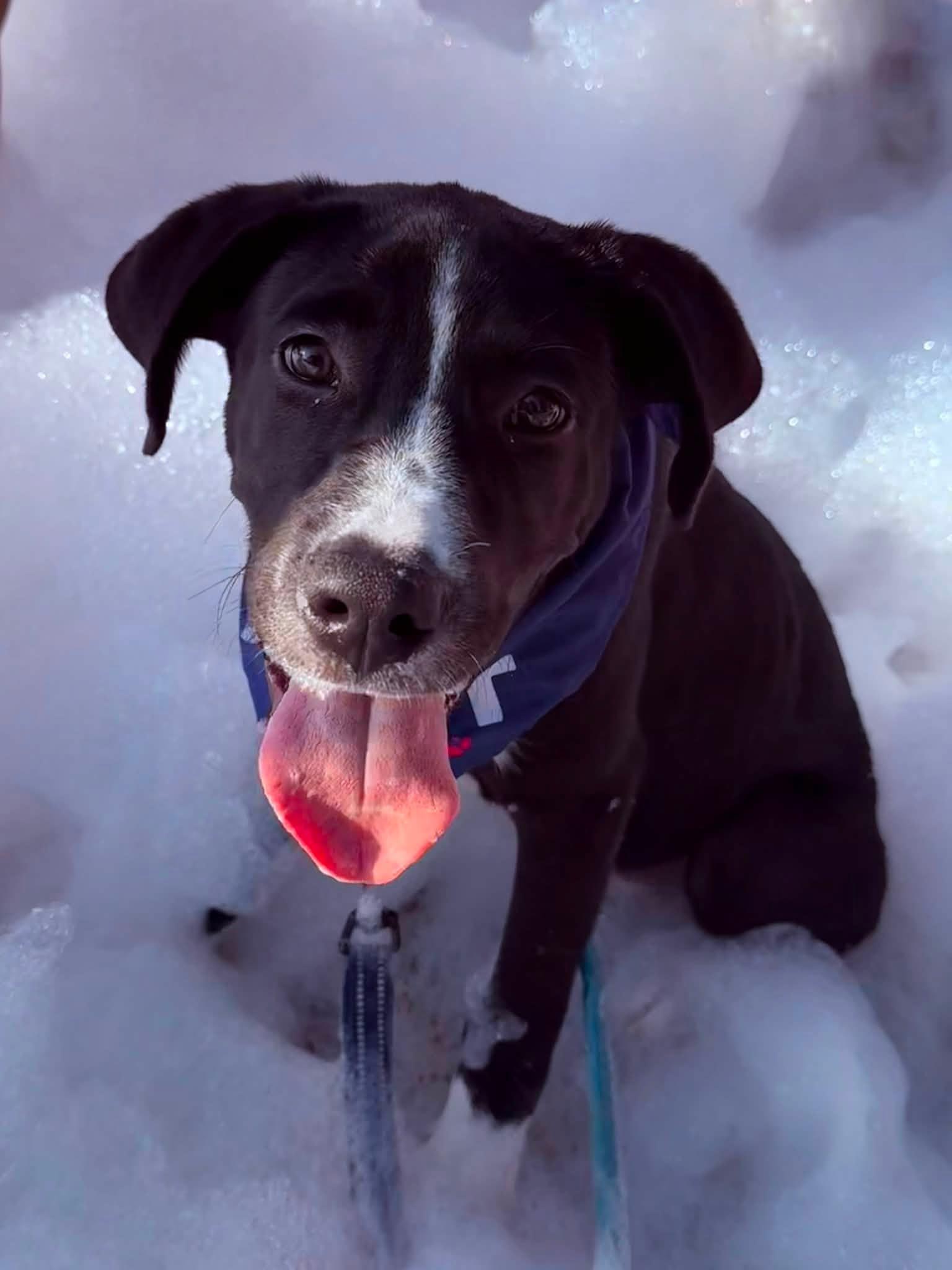 Enlarge JUDO, a Adoptable mixed breed in GILBERTS, IL image 2/3