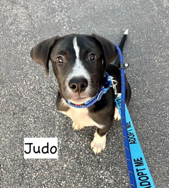Enlarge JUDO, a Adoptable mixed breed in GILBERTS, IL image 3/3