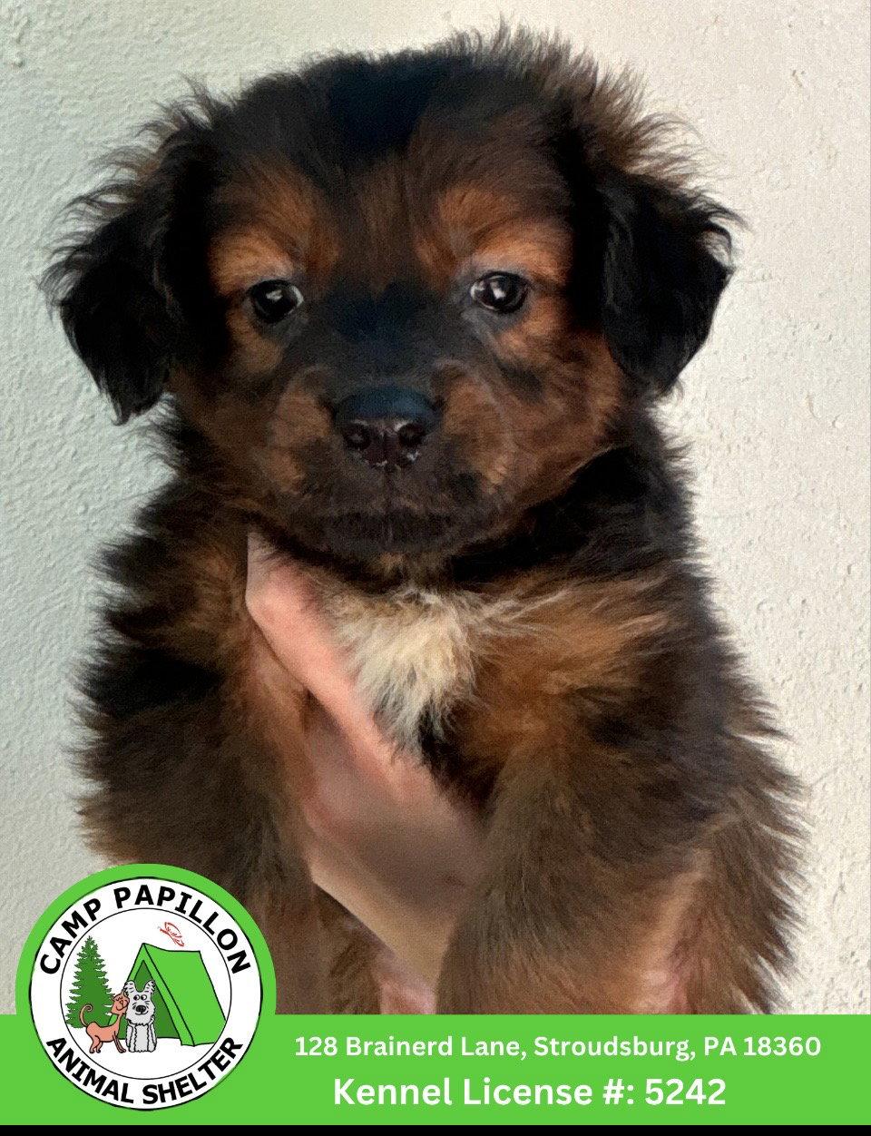 Enlarge Holley, a Adopted mixed breed in Stroudsburg, PA image 1/1