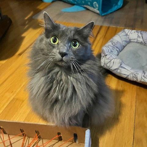 Enlarge Bonnie, a Adopted Nebelung in Garland, TX image 1/3