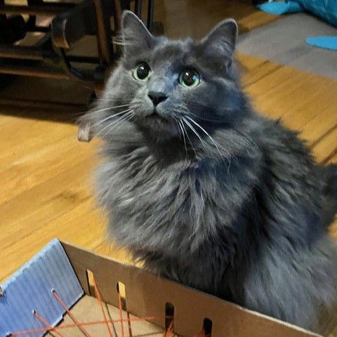 Enlarge Bonnie, a Adopted Nebelung in Garland, TX image 2/3