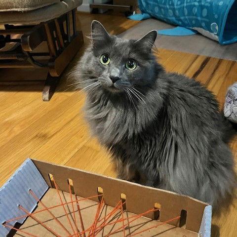Enlarge Bonnie, a Adopted Nebelung in Garland, TX image 3/3