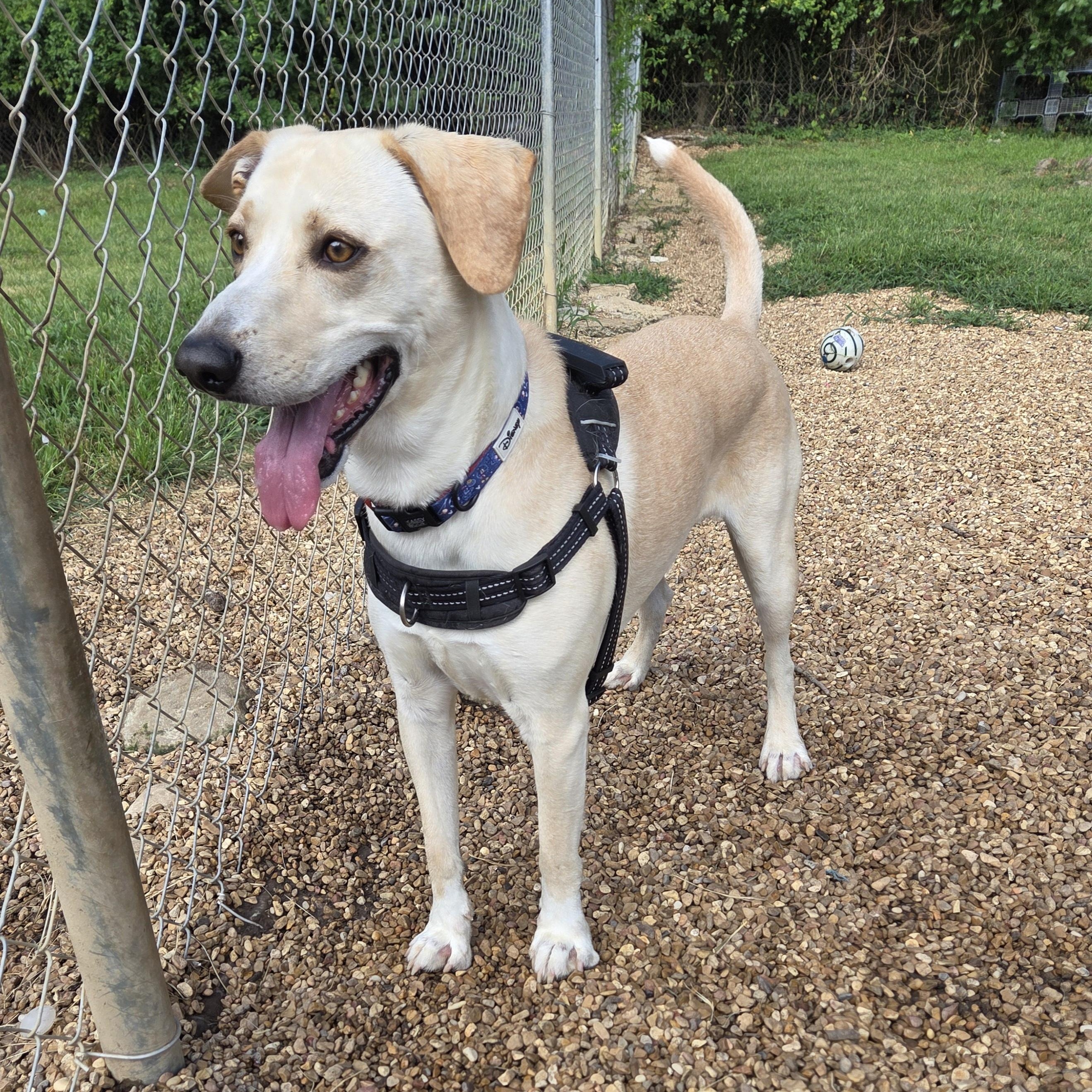 Archie, a Adoptable mixed breed in Madison, MS image 3/3