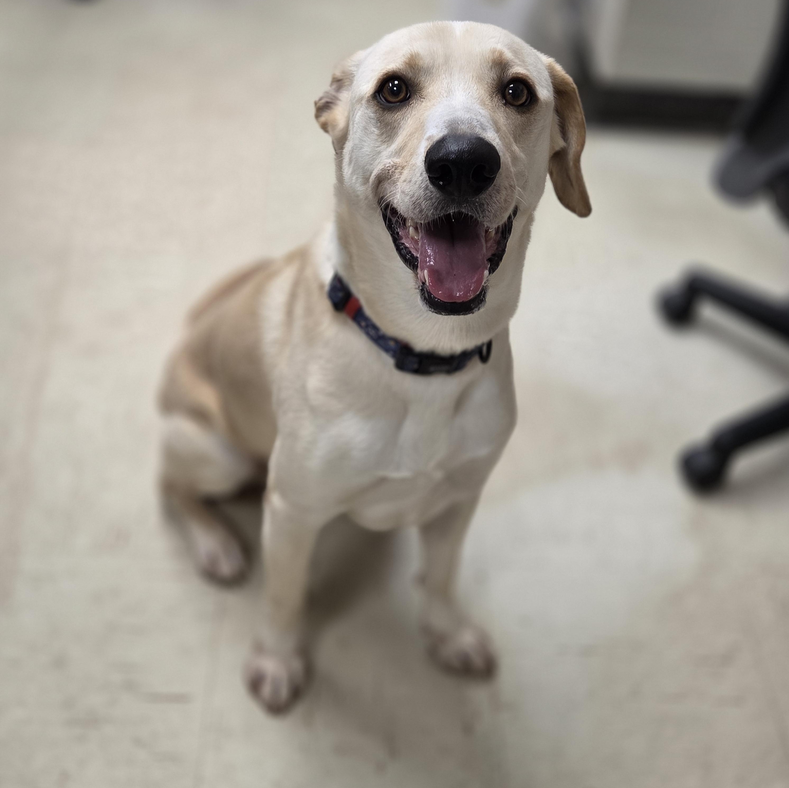 Archie, a Adoptable mixed breed in Madison, MS image 2/3