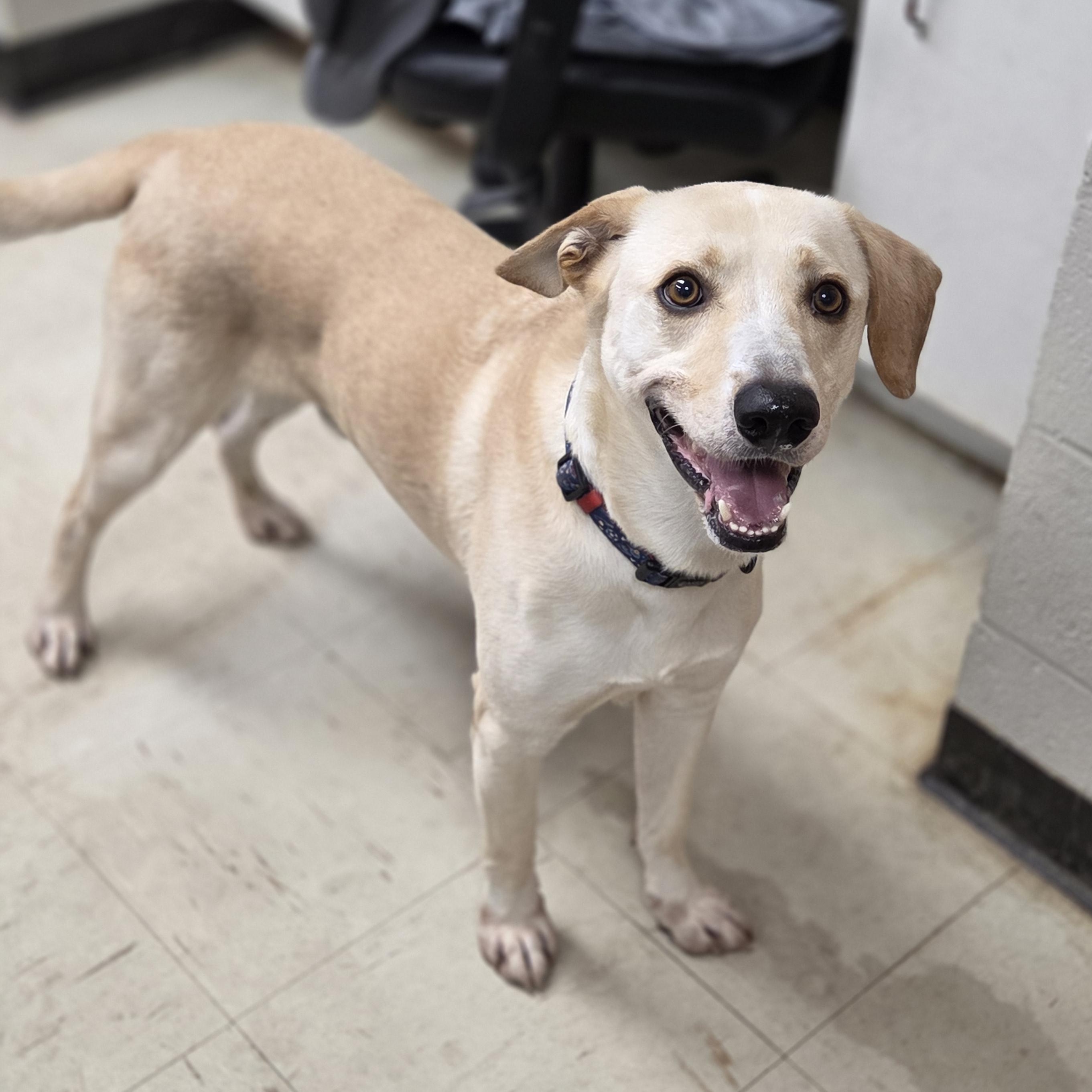 Archie, Adoptable, Adult Male Labrador Retriever.