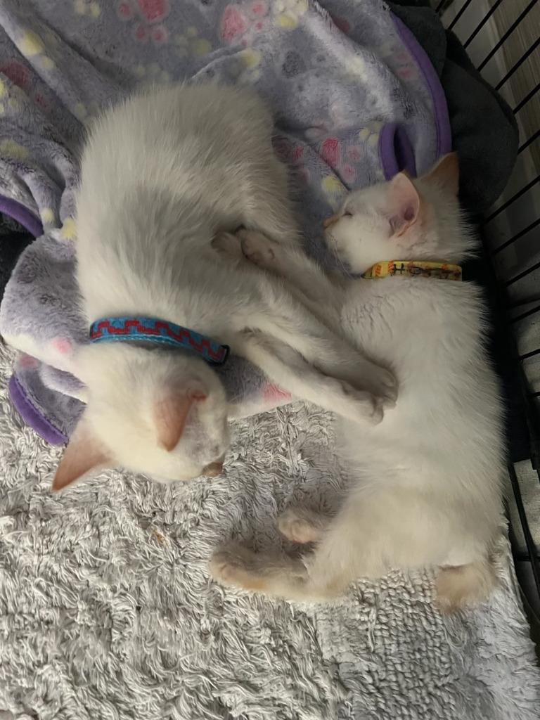 Bear (Blue Collar), Adopted, Young Male Siamese.