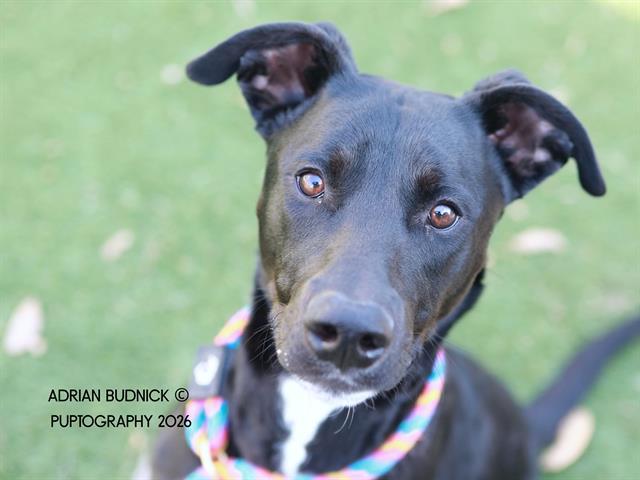 Sir Waggington, adoptable, Young Male Mixed Breed.