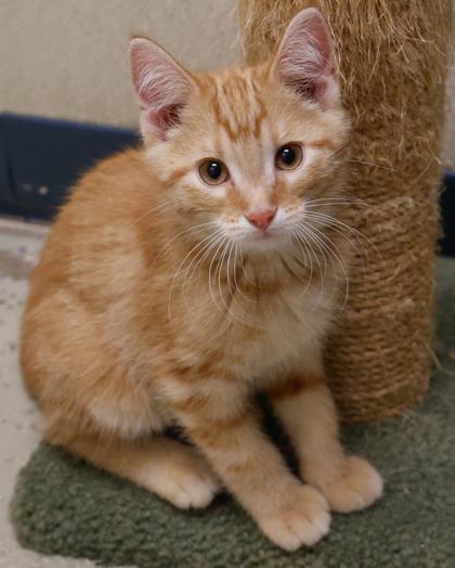 Dorito, Adoptable, Kitten Male Domestic Short Hair & Domestic Short Hair.