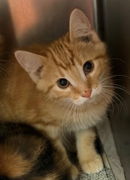 Dorito, Adoptable, Kitten Male Domestic Short Hair & Domestic Short Hair.