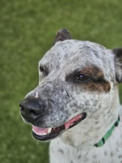 Enlarge Pluto (Adoption Ambassador), a Adoptable mixed breed in Savannah, GA image 1/3