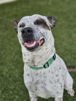 Pluto (Adoption Ambassador), Adoptable, Adult Male Fox Terrier & Mixed Breed.