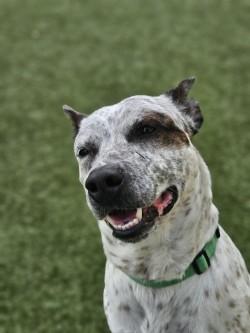 Enlarge Pluto (Adoption Ambassador), a Adoptable mixed breed in Savannah, GA image 2/3
