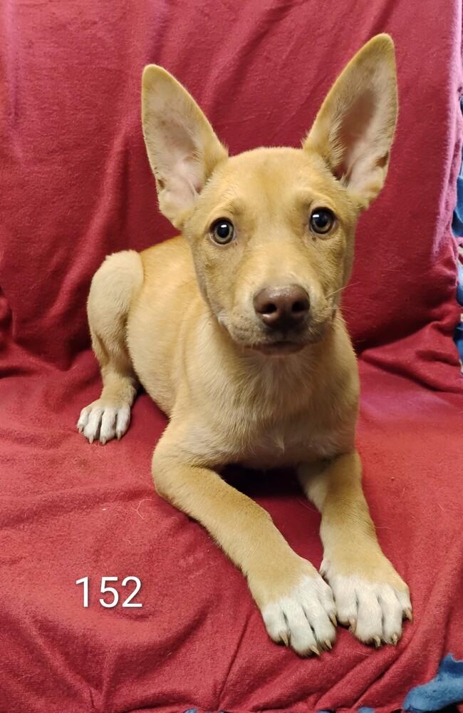 Diana #152, Adoptable, Puppy Female Husky.