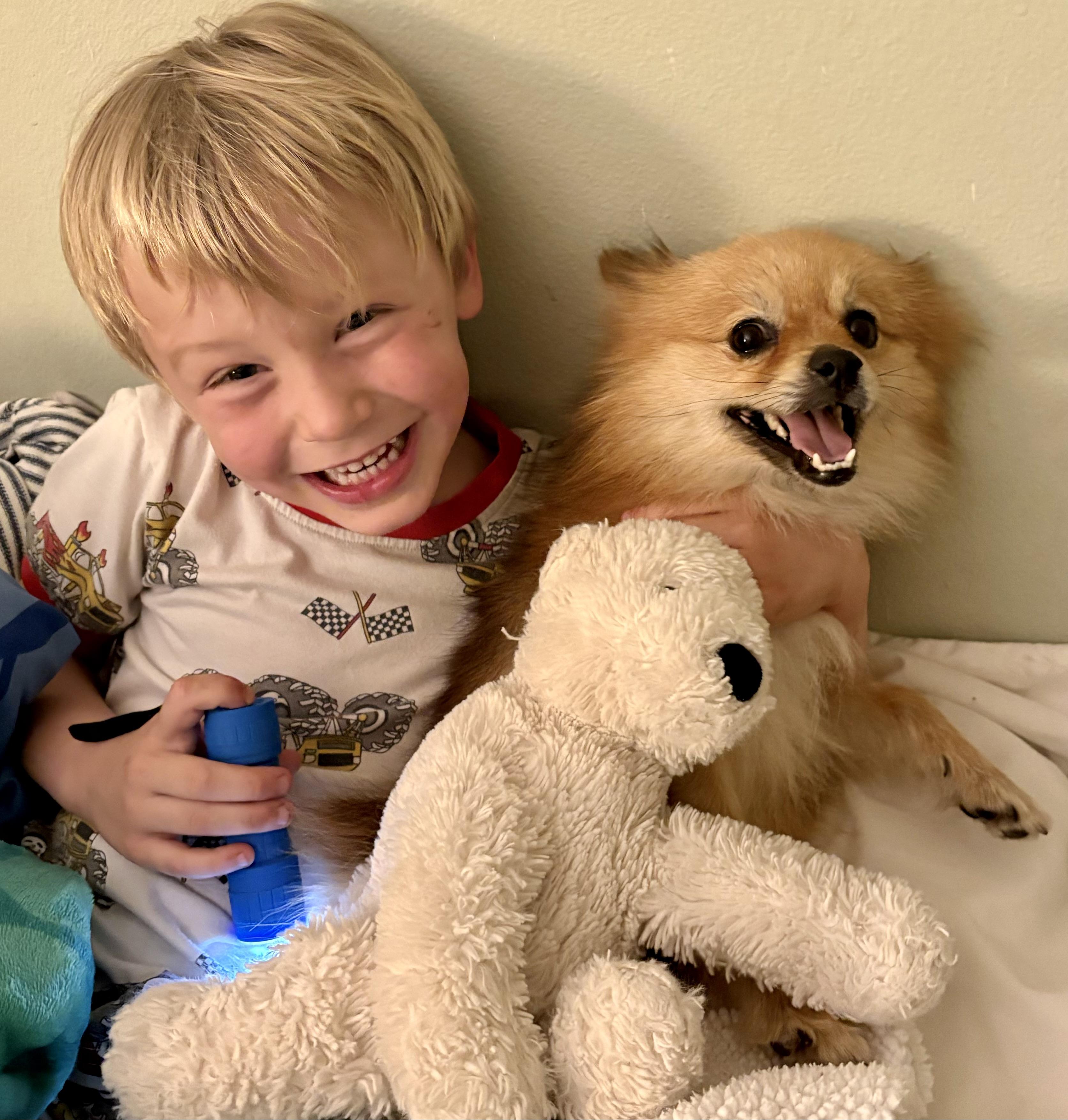 Enlarge Honey Bun, a Adopted Pomeranian in Scottsdale, AZ image 5/5