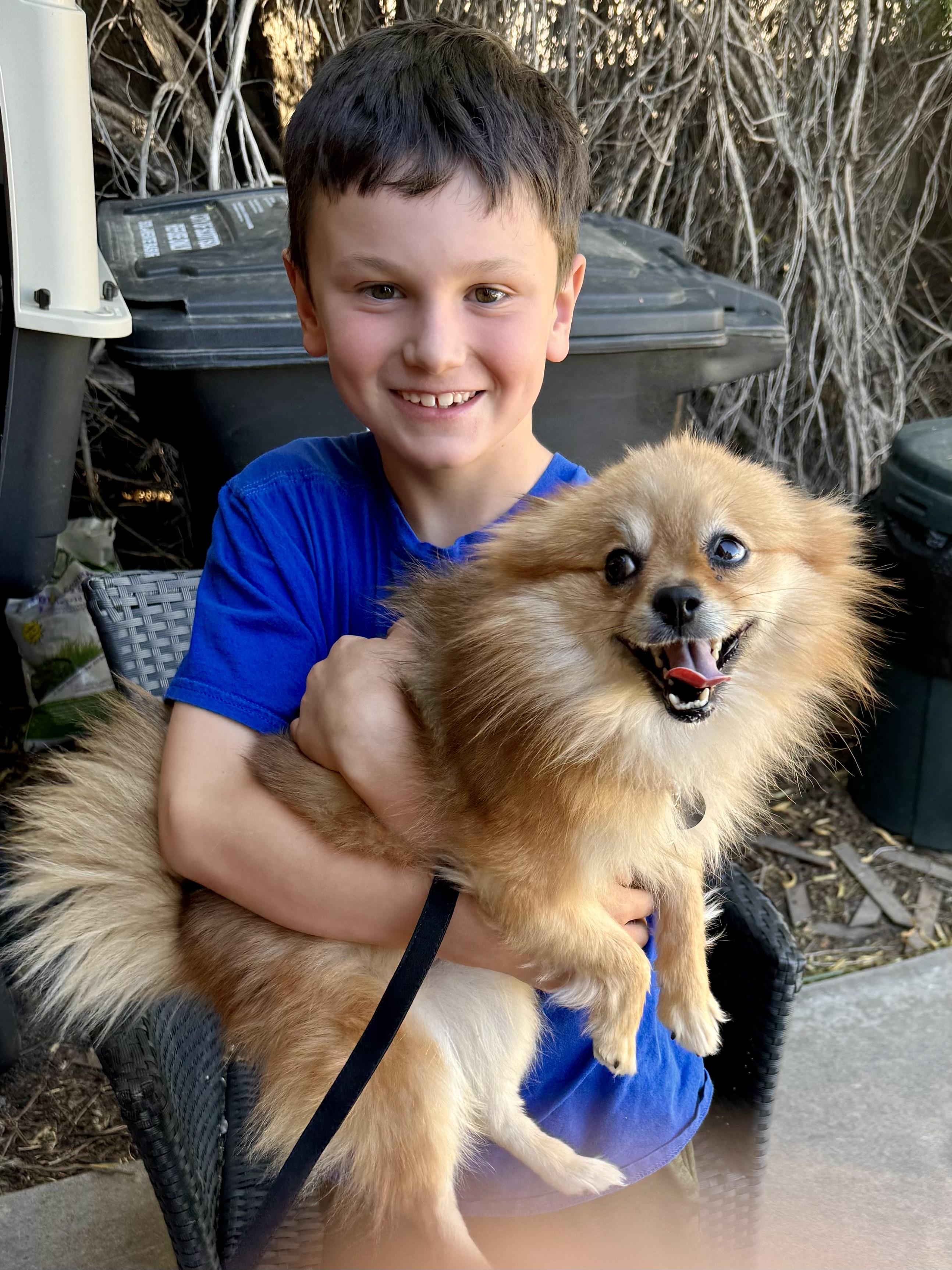 Enlarge Honey Bun, a Adopted Pomeranian in Scottsdale, AZ image 4/5