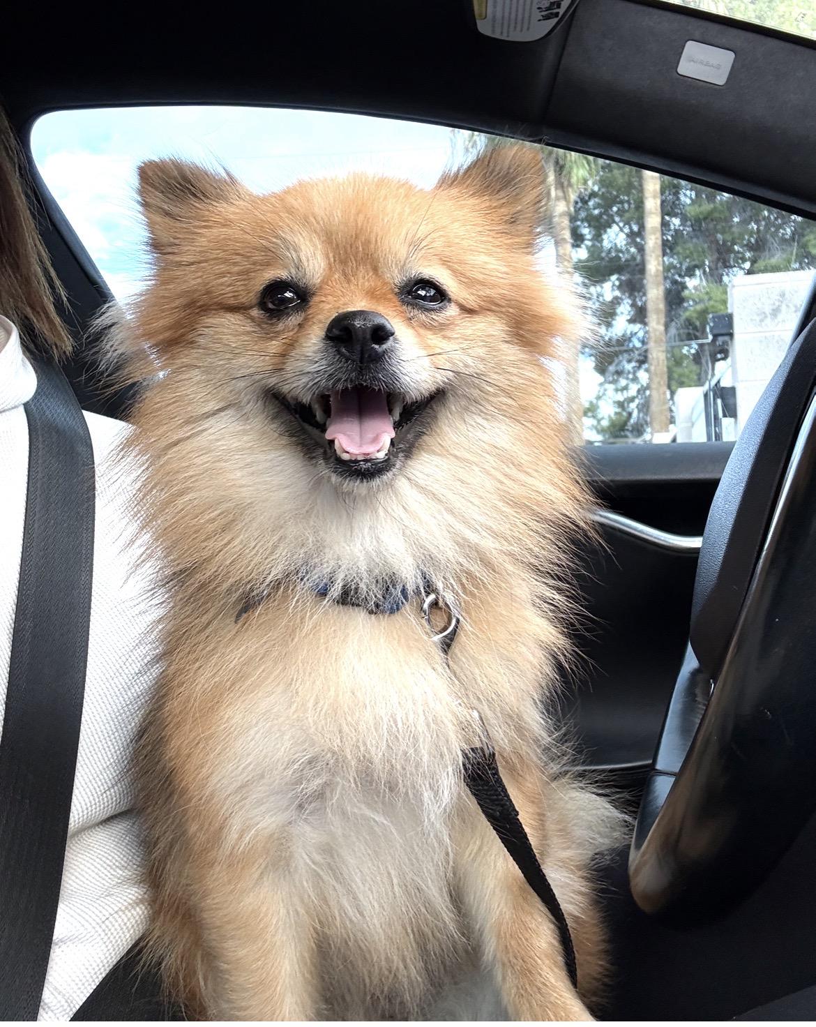 Enlarge Honey Bun, a Adopted Pomeranian in Scottsdale, AZ image 3/5