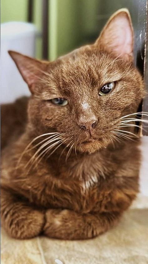 Enlarge HERSHEL, an adoptable Domestic Short Hair in Pegram, TN image 4/4