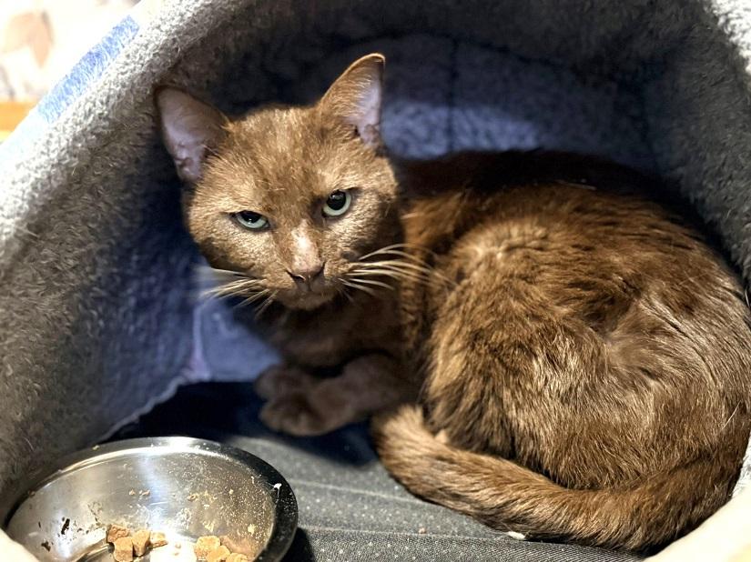 Enlarge HERSHEL, an adoptable Domestic Short Hair in Pegram, TN image 3/4