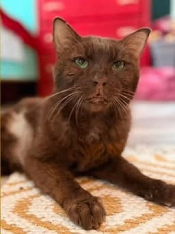 Enlarge HERSHEL, an adoptable Domestic Short Hair in Pegram, TN image 1/4