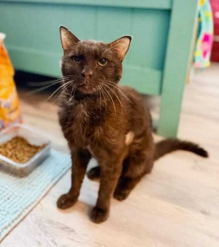 Enlarge HERSHEL, an adoptable Domestic Short Hair in Pegram, TN image 2/4