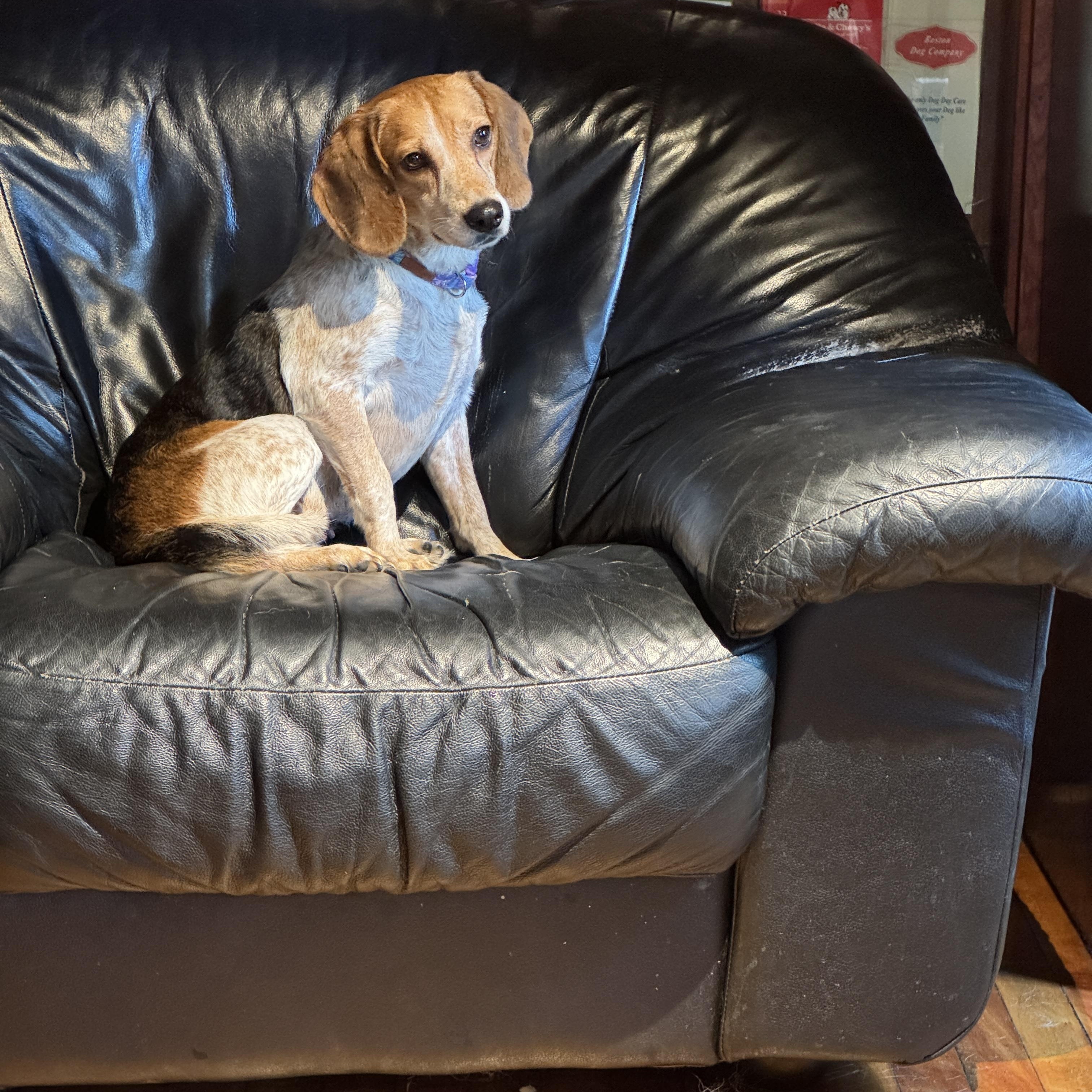 Laura, ADOPTABLE, Young Female Beagle.