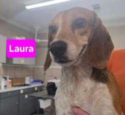Enlarge Laura, a ADOPTABLE Beagle in Sudbury, MA image 2/2