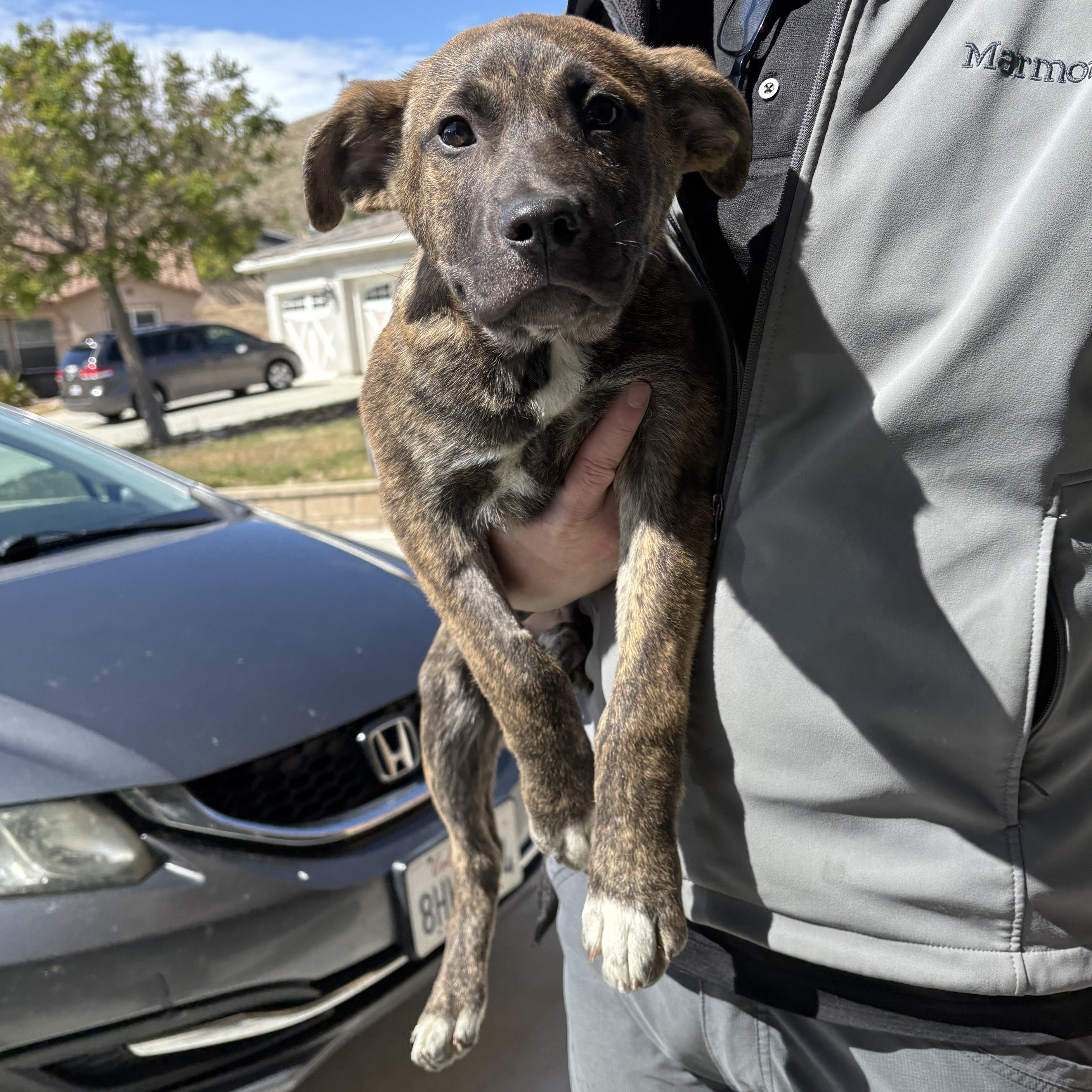 Enlarge Leroy, an adopted mixed breed in Palmdale, CA image 1/1