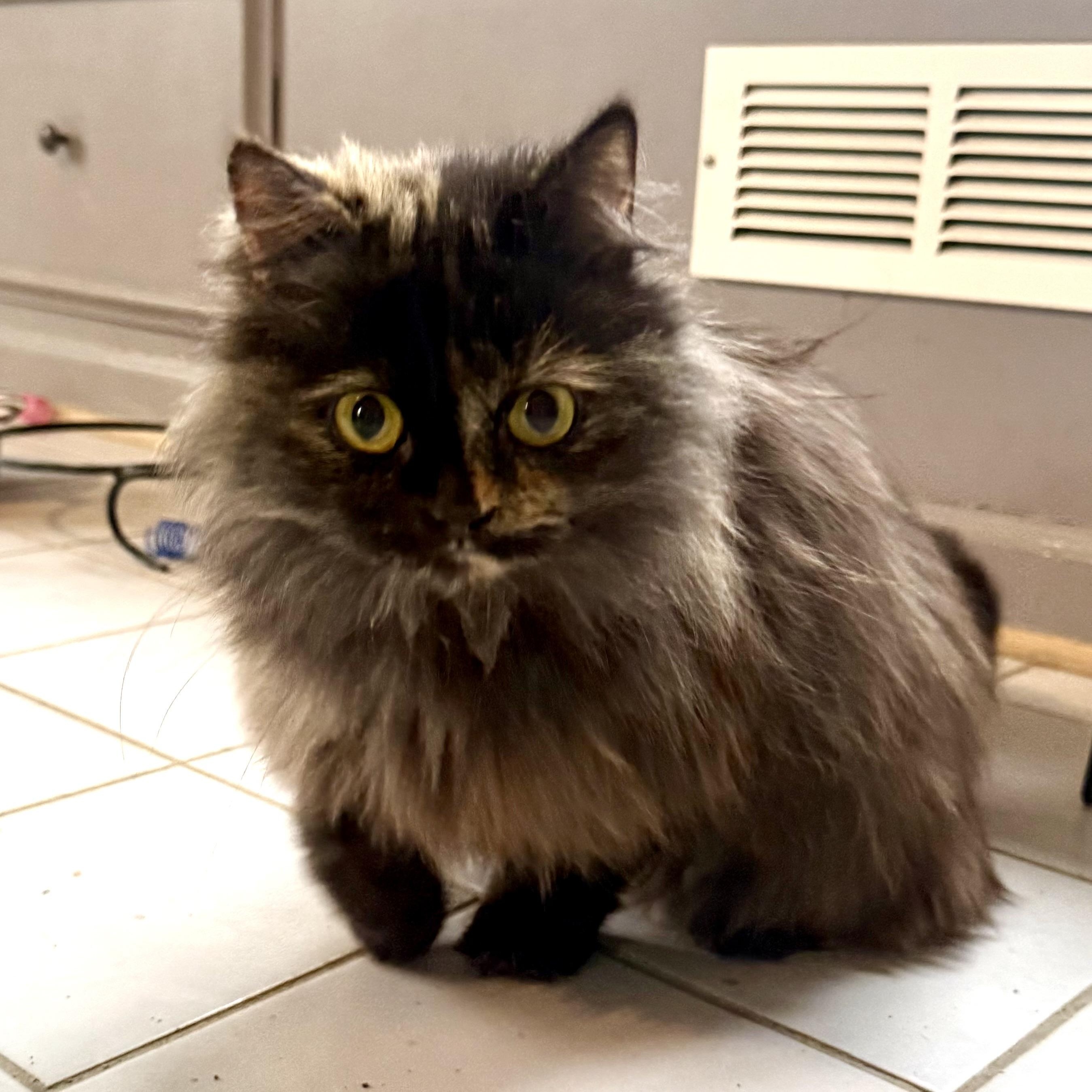 Precious Persian Tortilla thumbnail 2